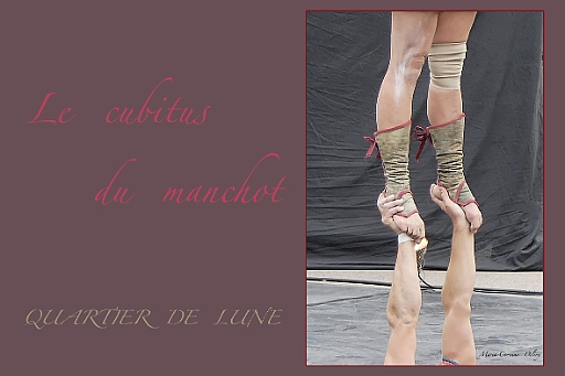 le-cubitus-du-manchot-001.jpg